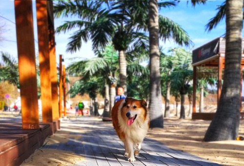 Don't camping voor honden