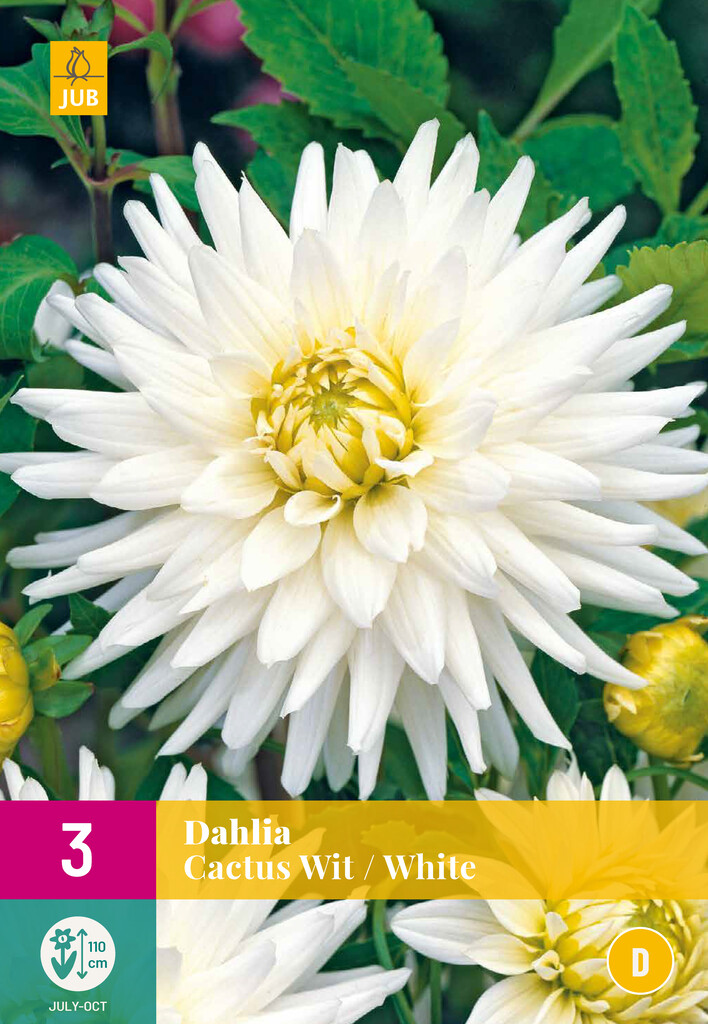 X3 Dahlia Cactus Blanc