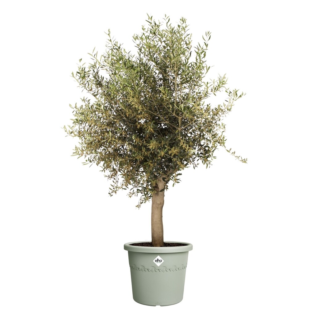 Bloempot Algarve Cilindro 40cm tijmgroen