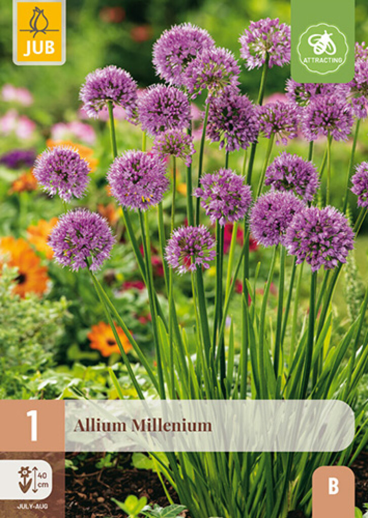 X1 Allium Millenium