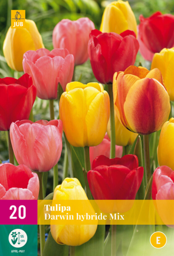 X 20 Tulipa Darwin Hybride Mix 11/12