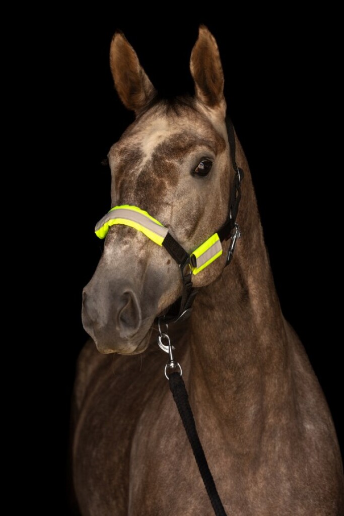 Reflex trens- en halsterset 