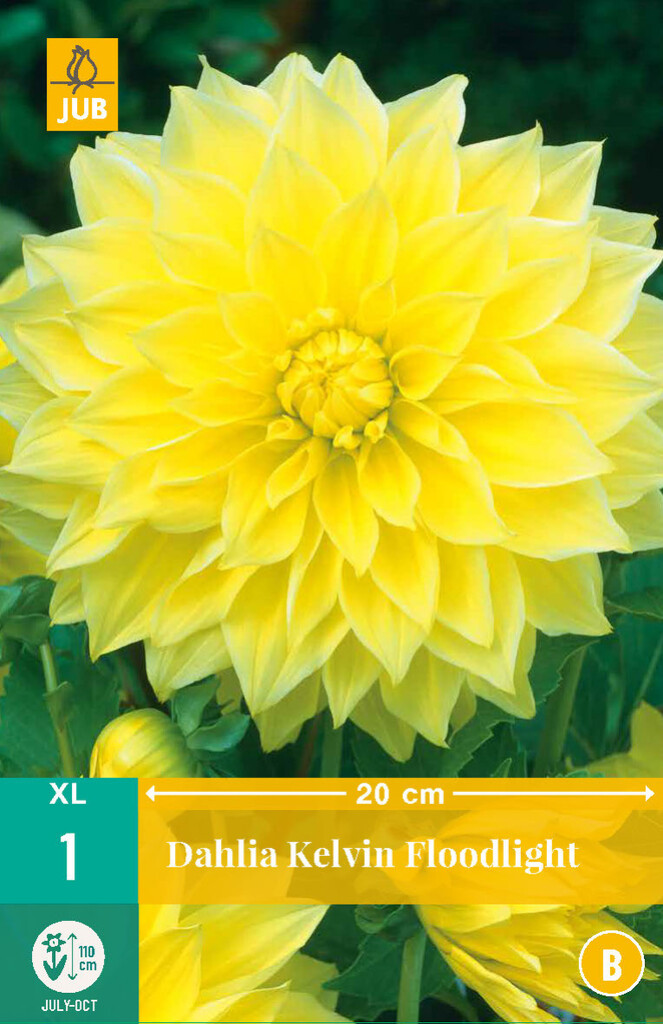X1 Dahlia Kelvin Floodlight