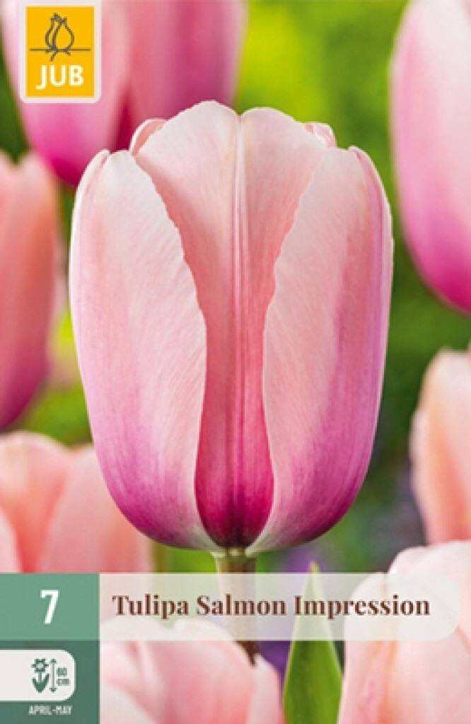 X7 Tulipa Salmon Impression