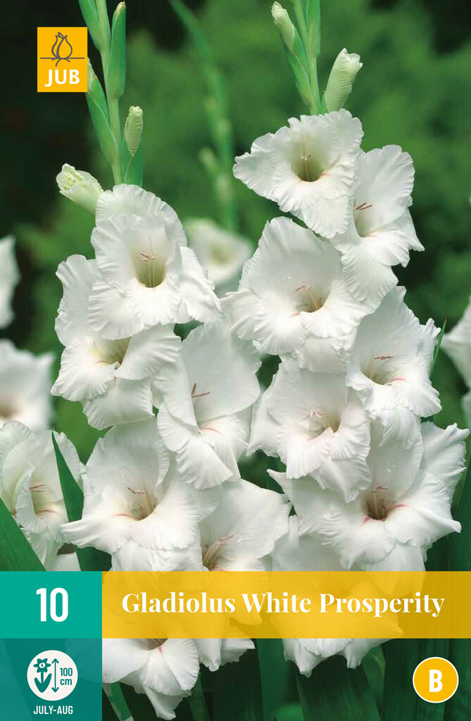X10 Gladiouls White Prosperity