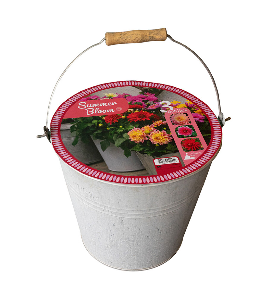 X 1 Seau 3 Dahlia Summer Bloom à commander uniquement par 24 ou 48 pièces