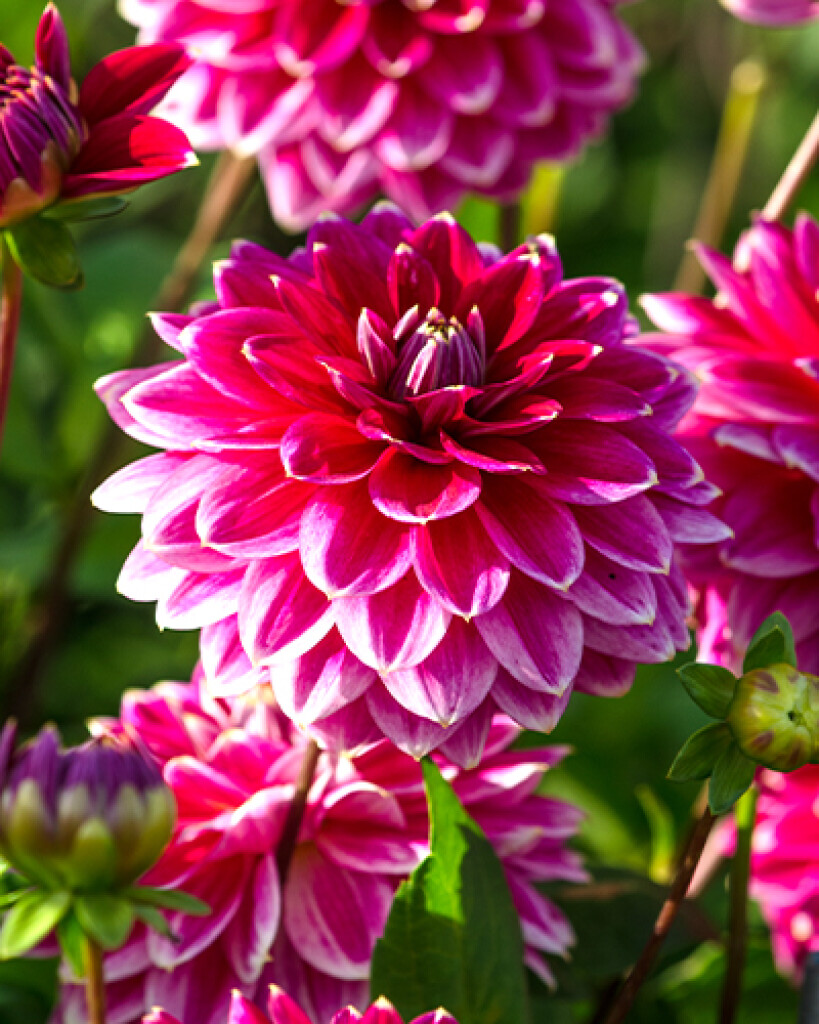 X 1 Dahlia Maldini I X 1 Dahlia Maldini I