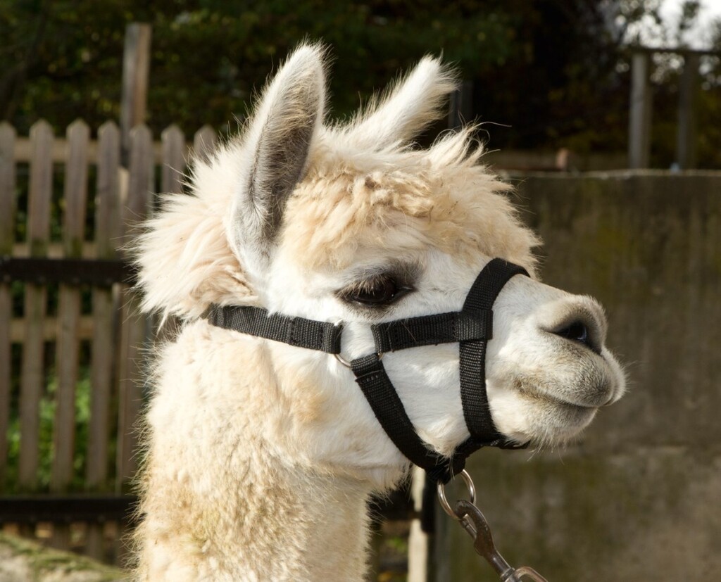 Alpaca-halster verstelbaar, zwart, 20mm PP Alpaca-halster verstelbaar, zwart, 20mm PP