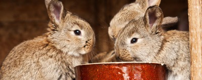 Nourriture pour lapin Nourriture pour lapin