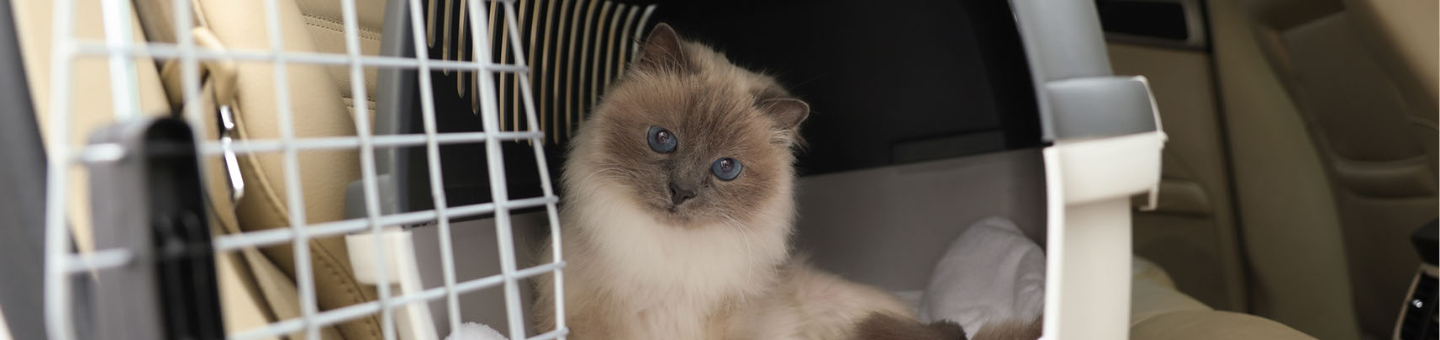 Autoritje met kat Autoritje met kat