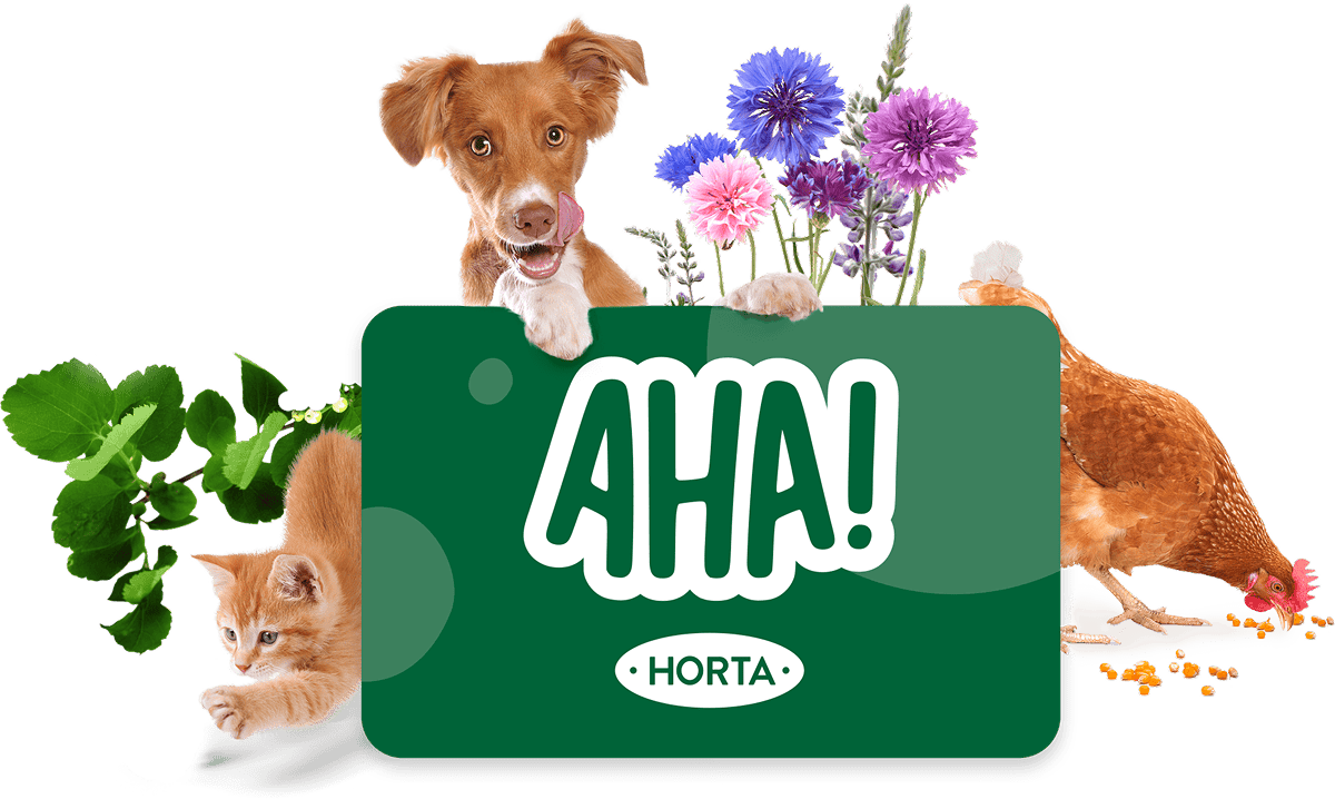 Carte AHA!