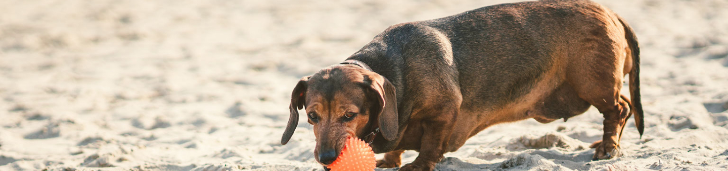 Hond te dik?