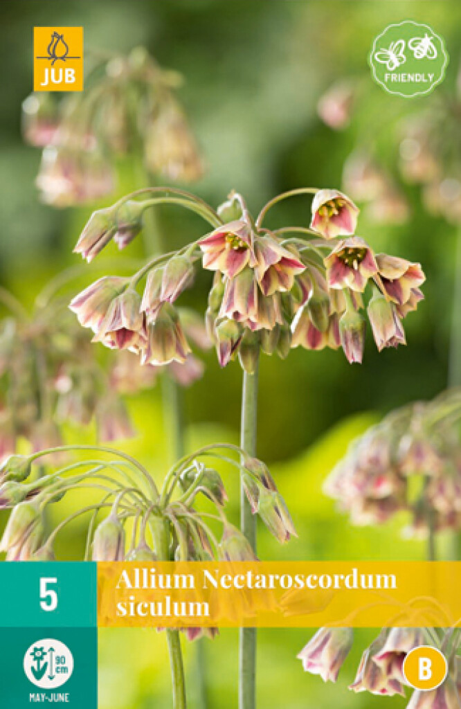 X 5 Allium Nectaroscordum Siculum 10/12