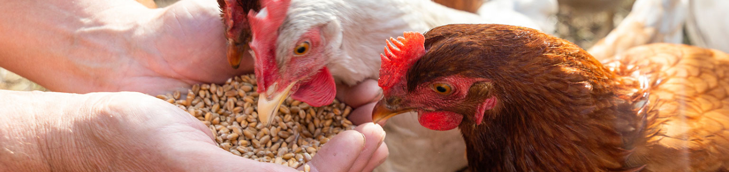 Juiste kippenvoer
