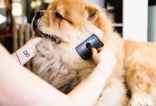 Brosser le chien Brosser le chien