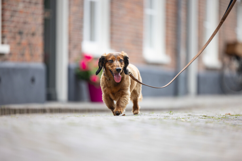 Balacron Looplijn Ax Bruin 100x1,5cm