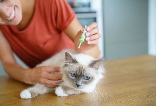 Vlooien bij je kat Vlooien bij je kat