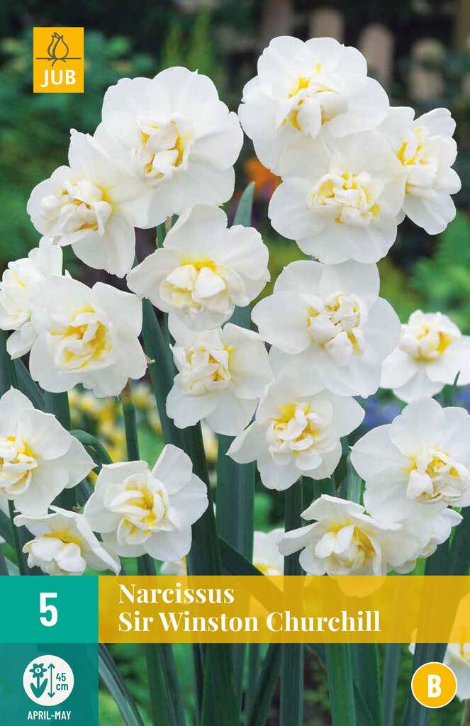 X 5 Narcissus Sir Winston Churchill