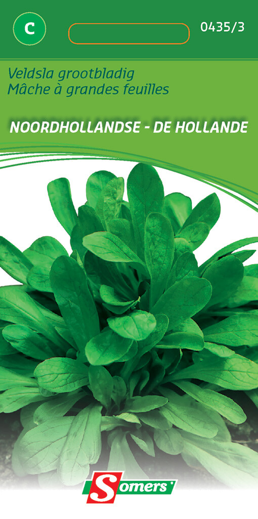Mache à grandes feuilles de Hollande