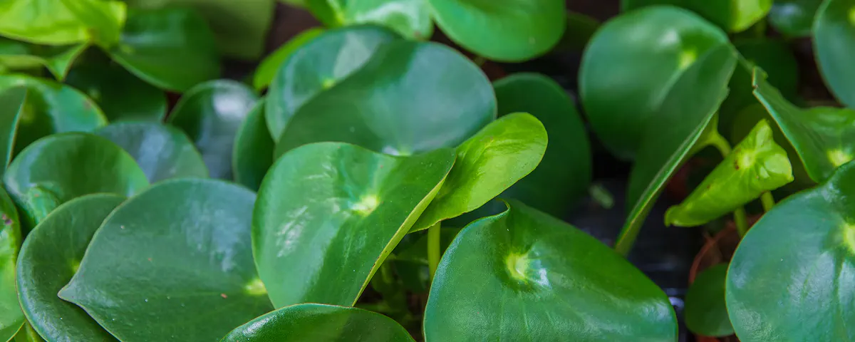 Passeport des plantes :  Peperomia Raindrop
