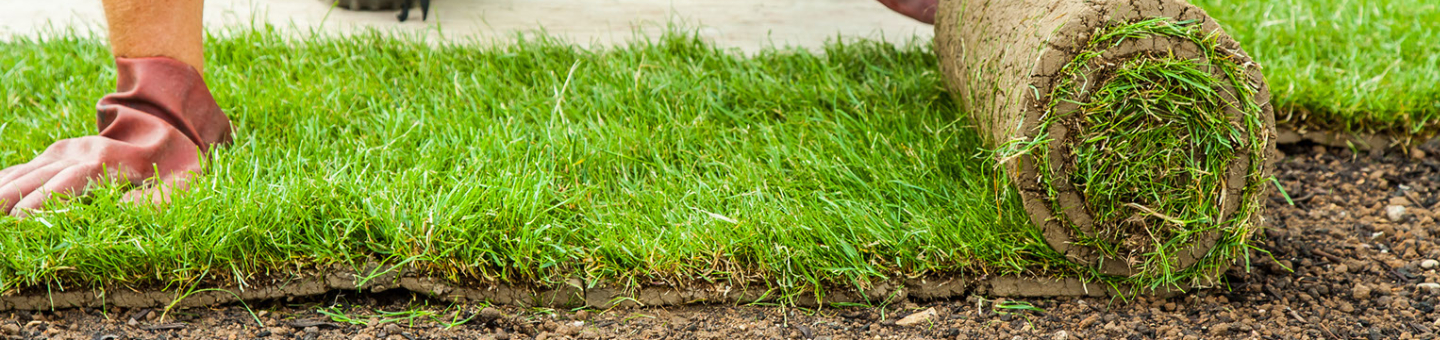 Poser le gazon en rouleau