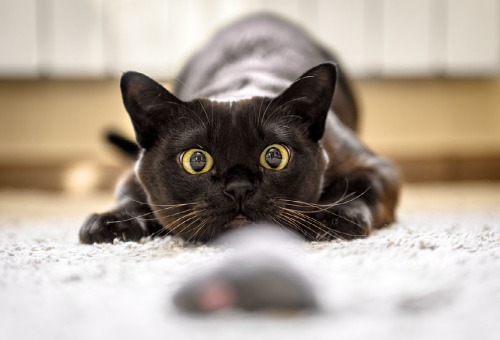 Met je kat spelen Met je kat spelen