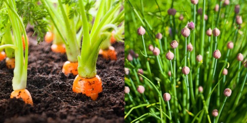 Comment les plantes se renforcent mutuellement Comment les plantes se renforcent mutuellement