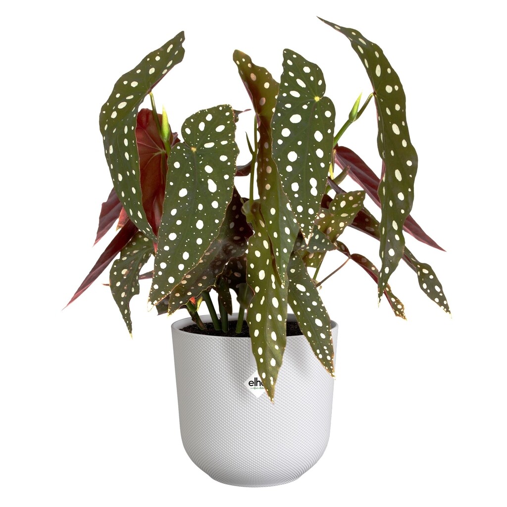 Jazz Rond 19cm zijdewit
