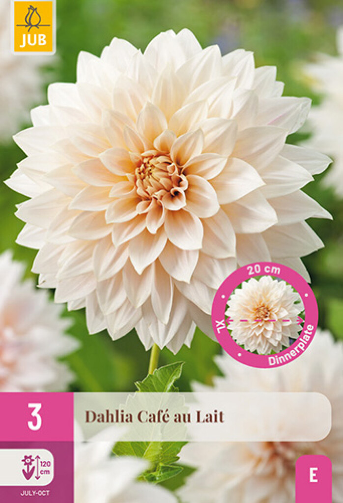 X3 Dahlia Café au lait