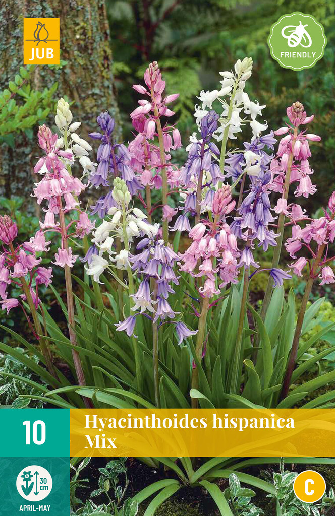 X 10 Hyacinthoides hisp. Mix