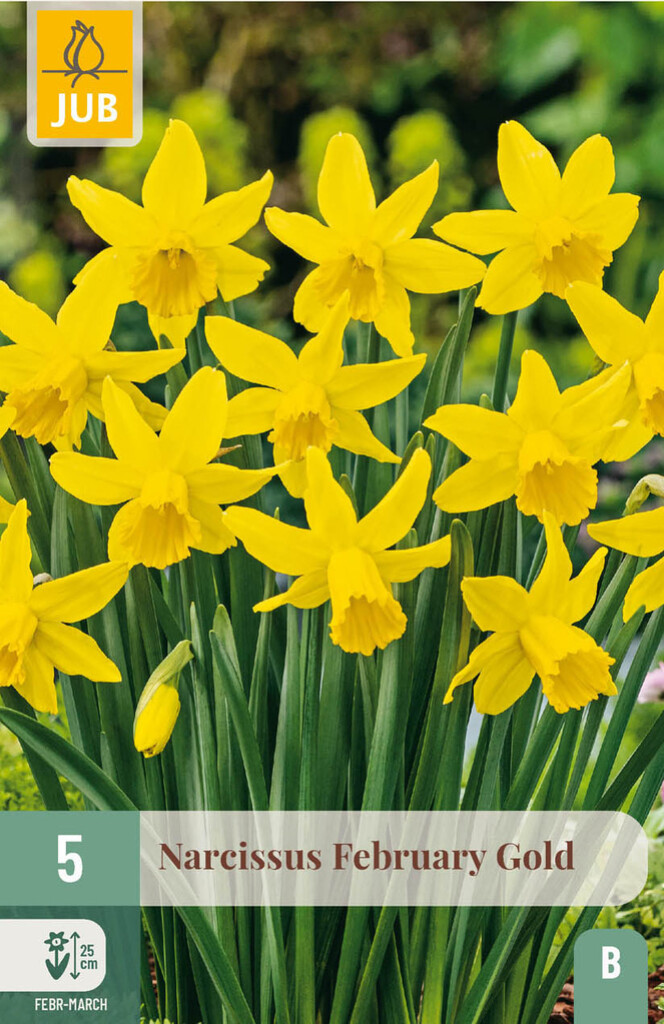 X5 Narcissus February Gold 12/14