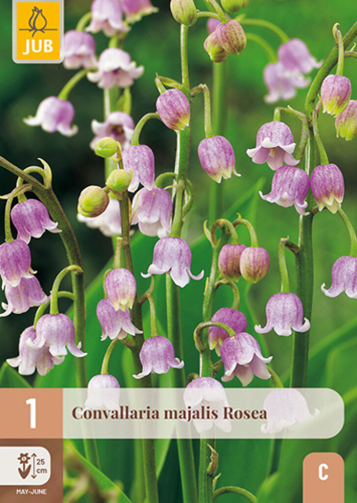X1 Convallaria Majalis Rosea