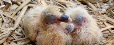 Jeune pigeon