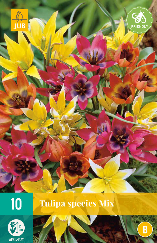 X10 Tulipa Species Mix