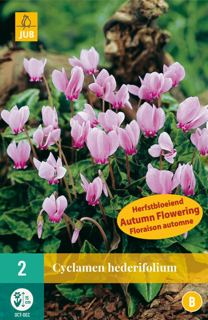 X2 Cyclamen Hederifolium