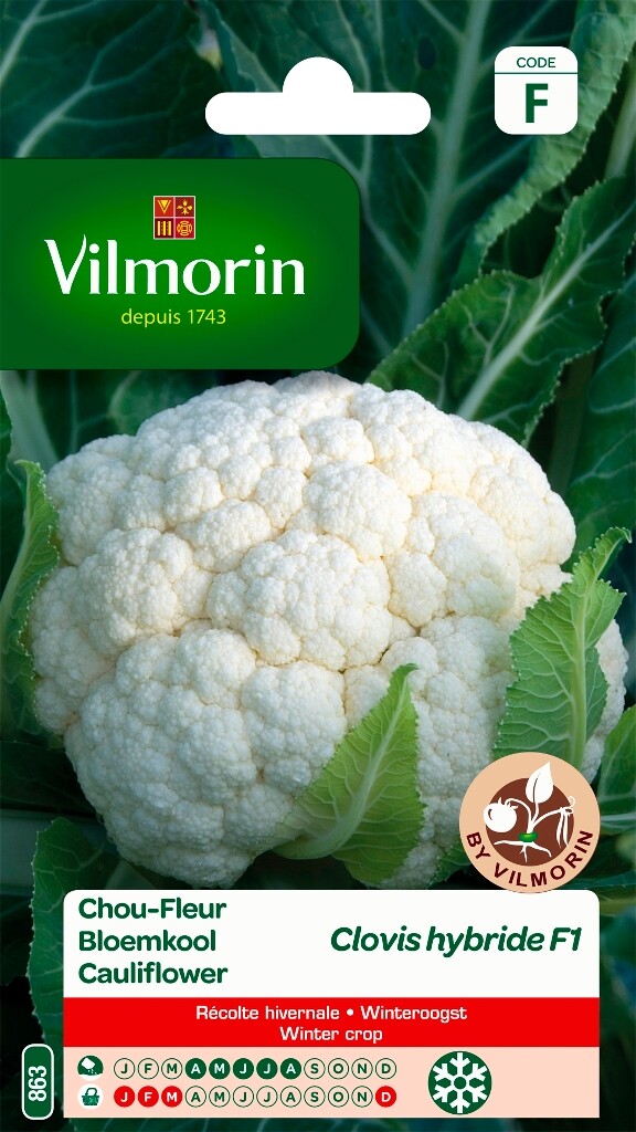Winterbloemkool Clovis HF1