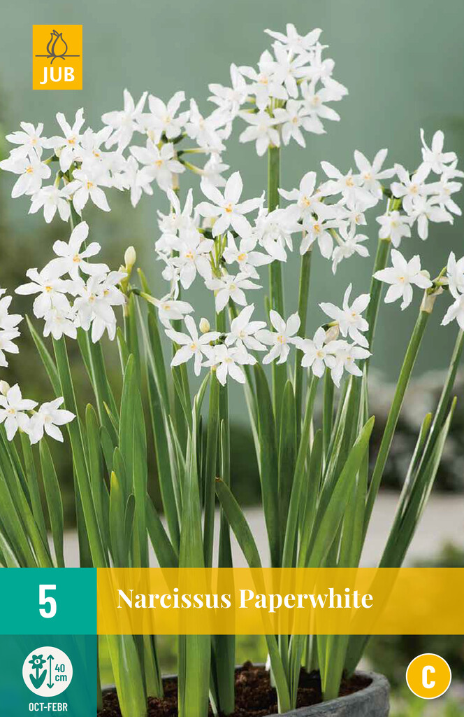 X 5 Narcissus Paperwhite