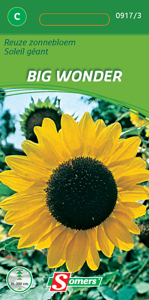 Reuze Zonnebloem Big Wonder