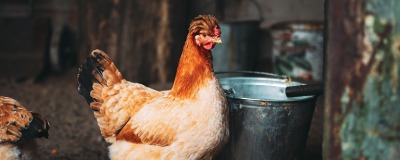 La mue chez les poules