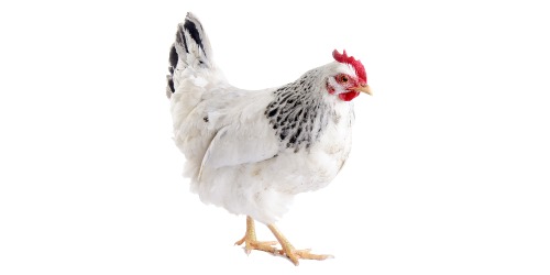 De verschillende kippensoorten | Horta Tuin &