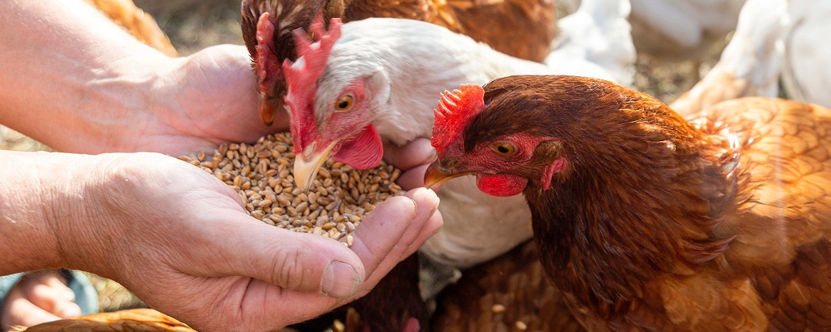 Wat eten kippen?