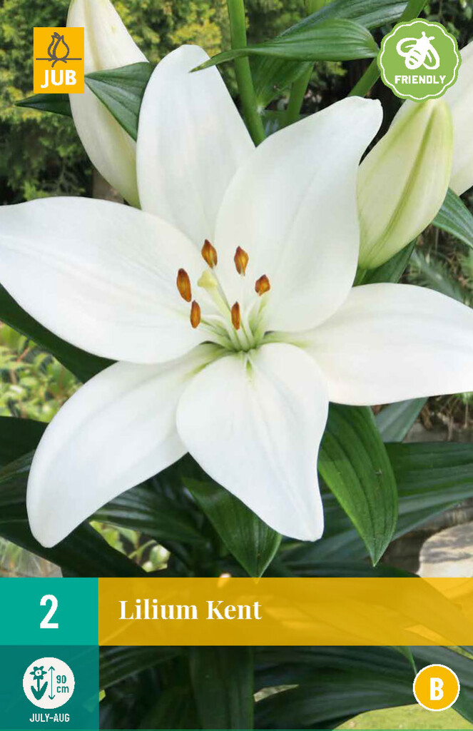 X2 Lilium Kent