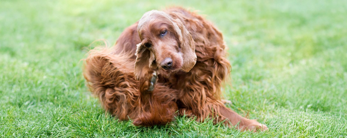 Des tiques aux poux rouges : protégez votre animal des parasites