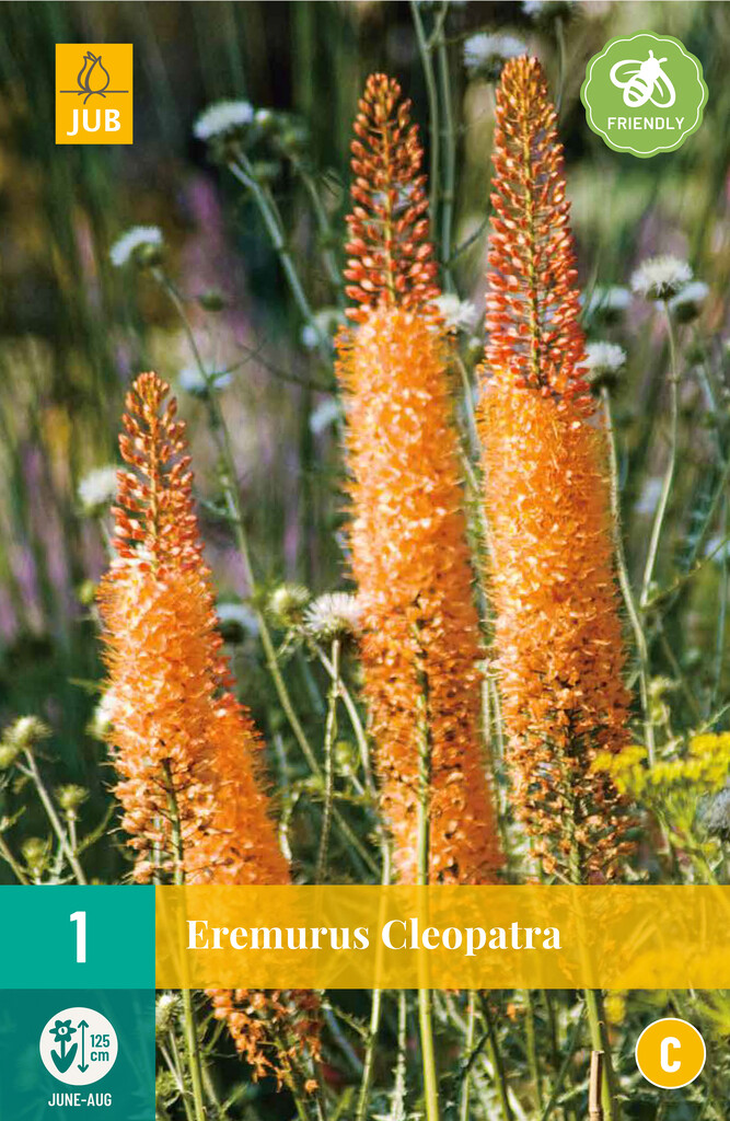 X1 Eremurus Cleopatra