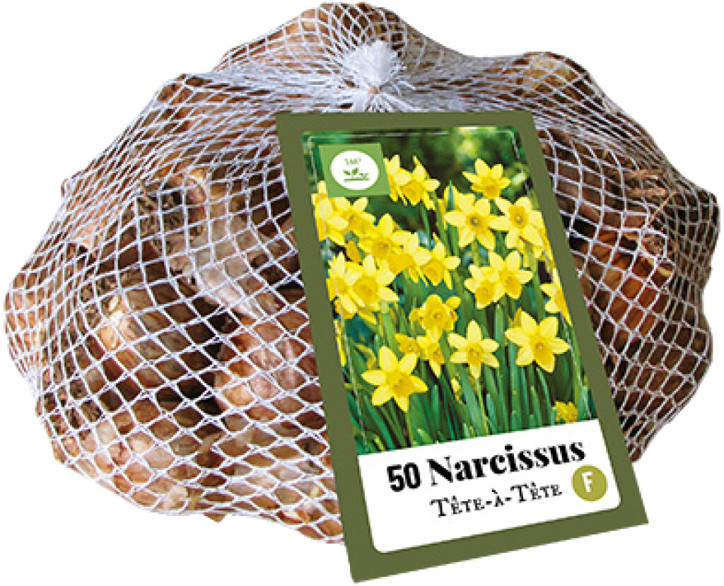 Narcissus Tête-á-Tête