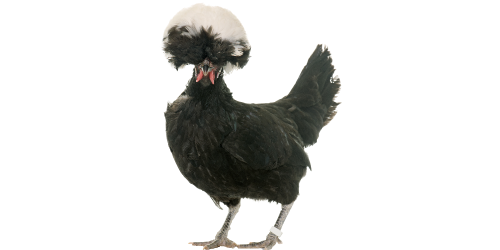 Poule hollandaise Poule hollandaise