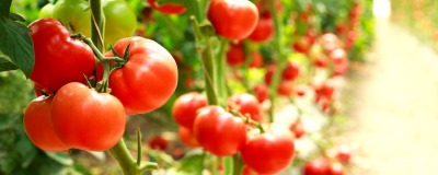 Entretenir les tomates