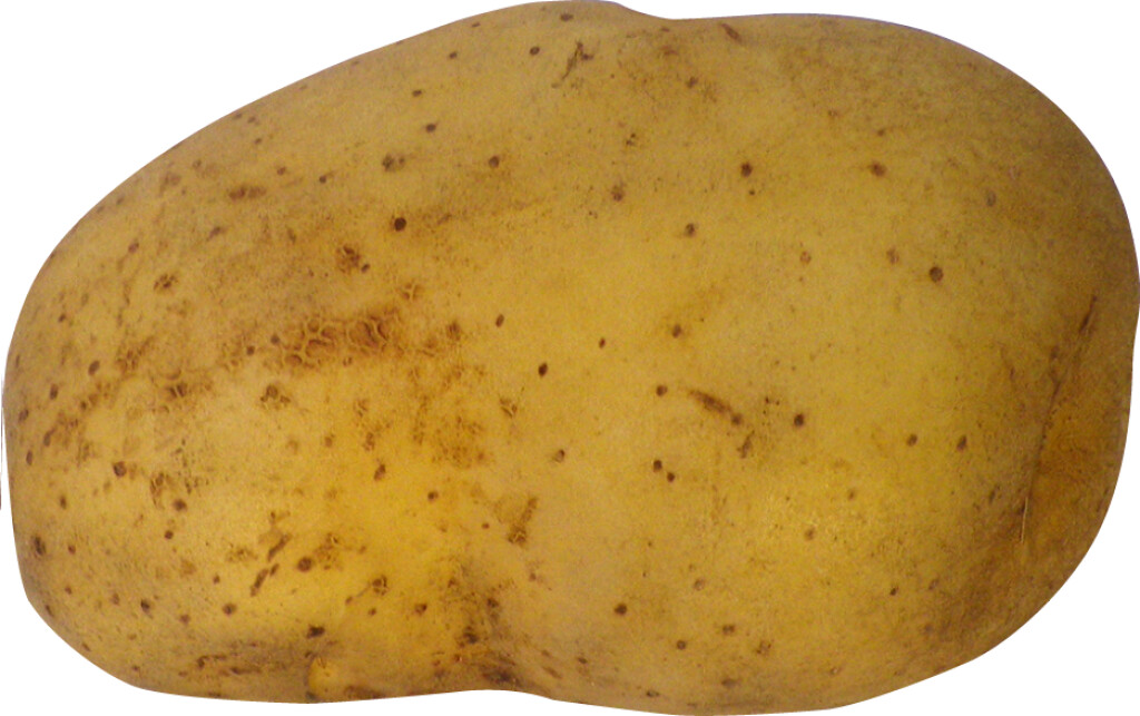 Gloria 1,5 kg