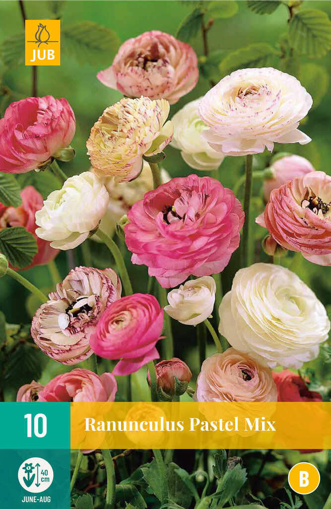 X10 Ranunculus Pastel Mix