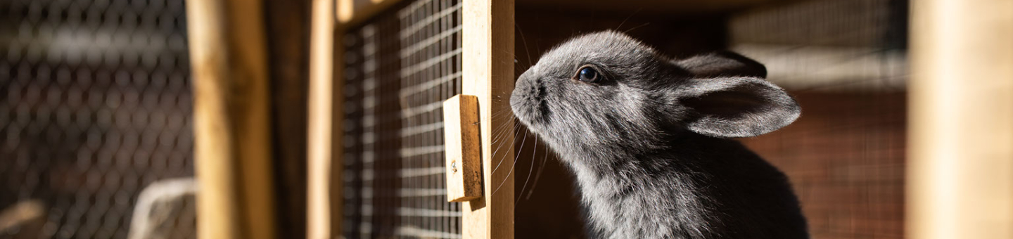 La propreté du lapin